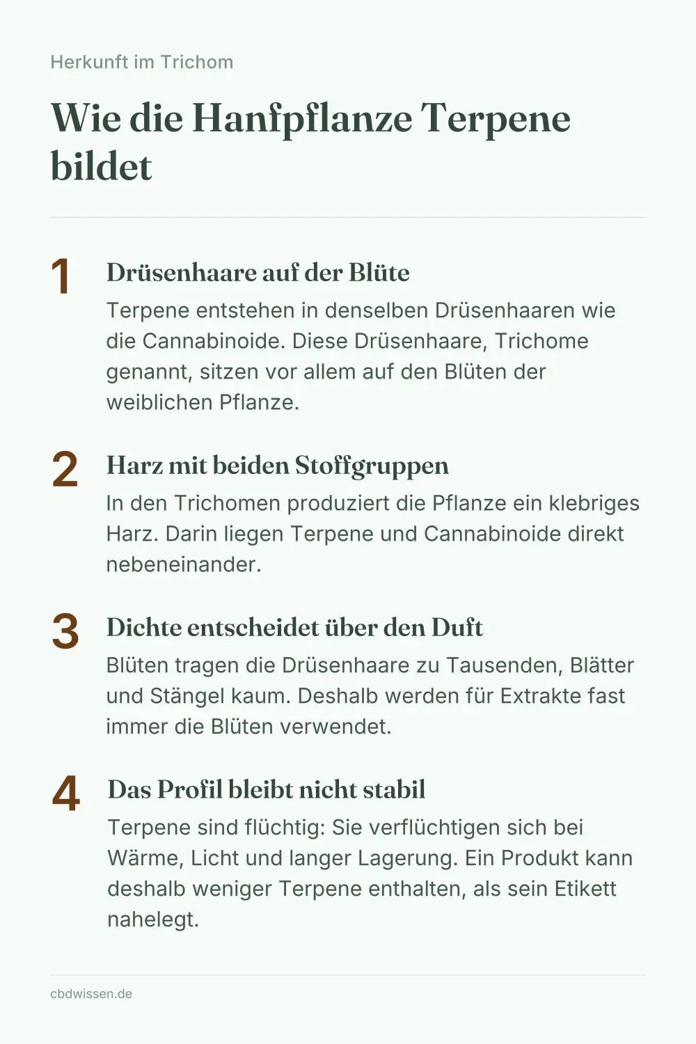 Infografik: Wie die Hanfpflanze Terpene und Cannabinoide in Drüsenhaaren der Blüte bildet